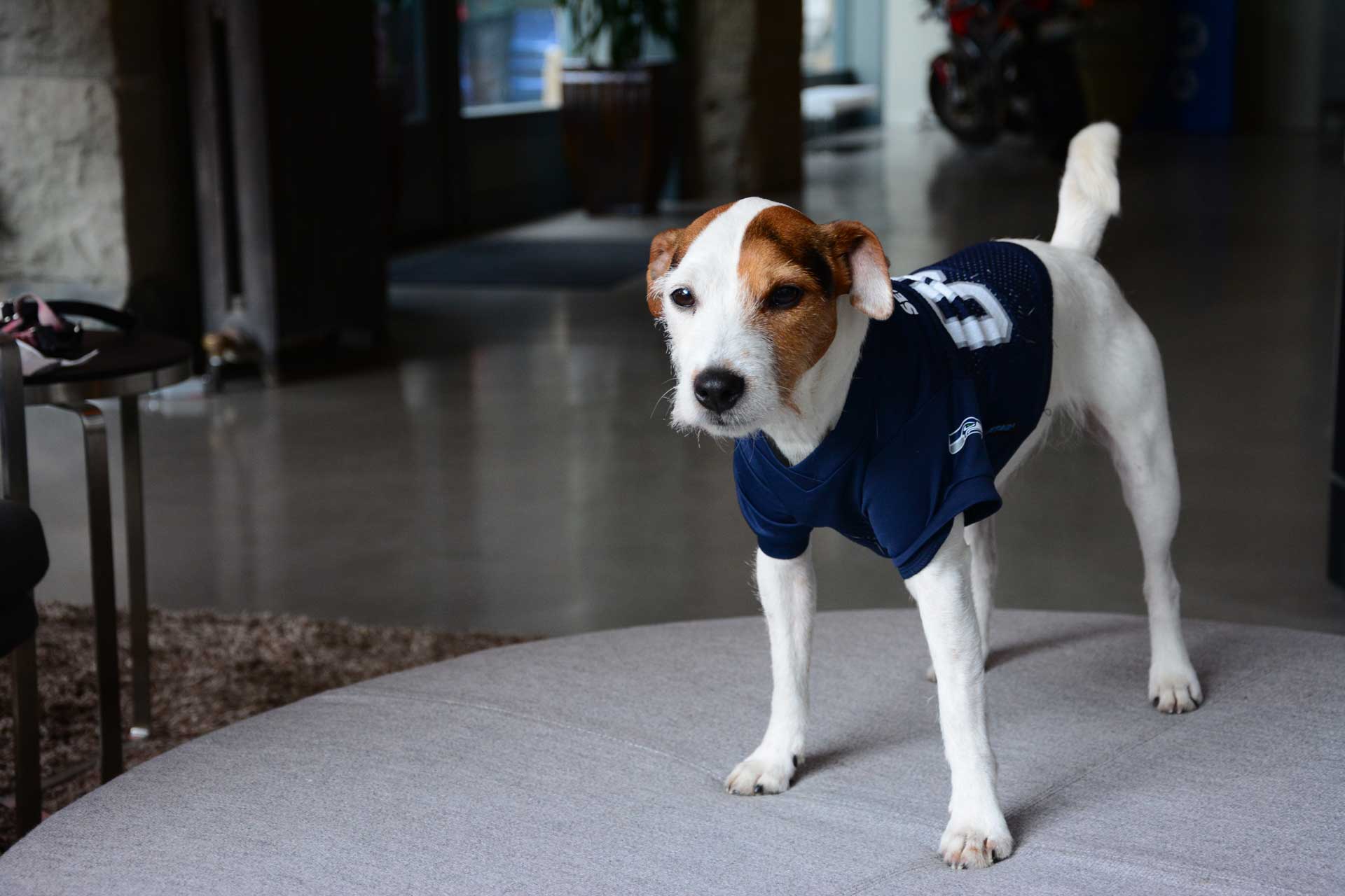Jack Russell Terrier in a Seahawks jersey.
